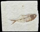 Bargain, Diplomystus Fossil Fish - Wyoming #67926-1